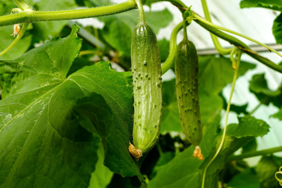 Cucumber plant with leaves, flowers, and developing fruit