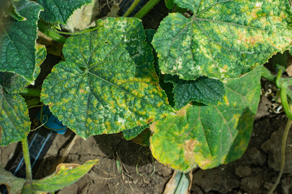 Downy mildew symptoms on a cucumber leaf