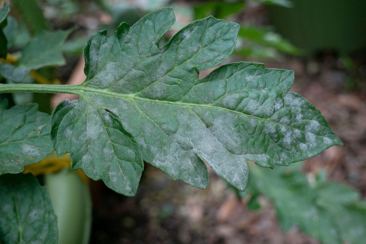 Powdery mildew symptoms on a cucumber leaf