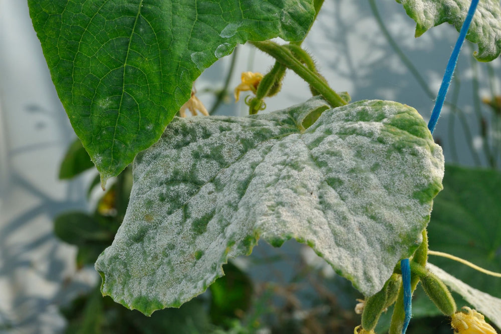Powdery Mildew related cucumber resource