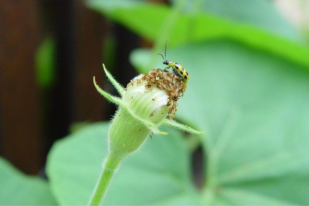Striped cucumber beetle on cucumber plant