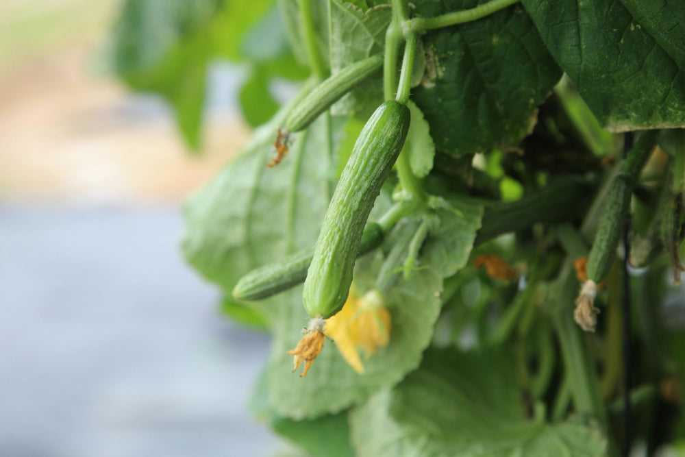 Spotted cucumber beetle on cucumber plant
