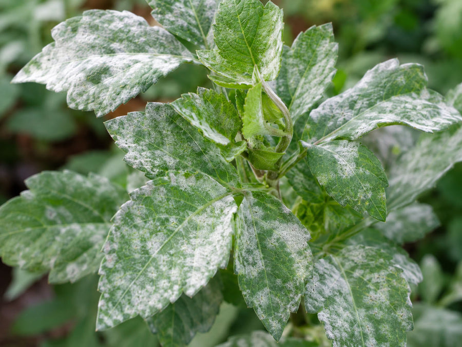 Powdery mildew on dahlia leaves