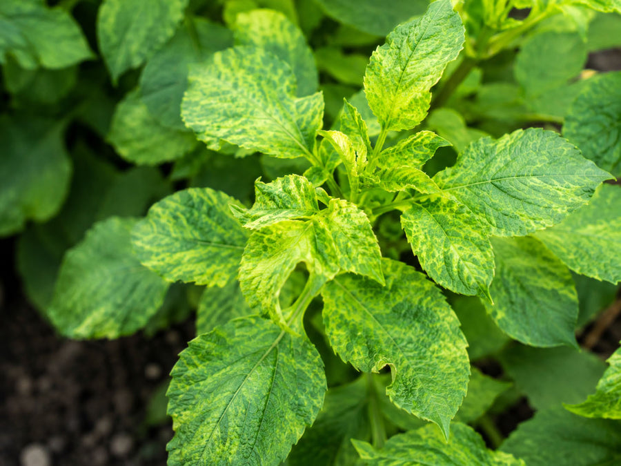 Dahlia mosaic virus symptoms