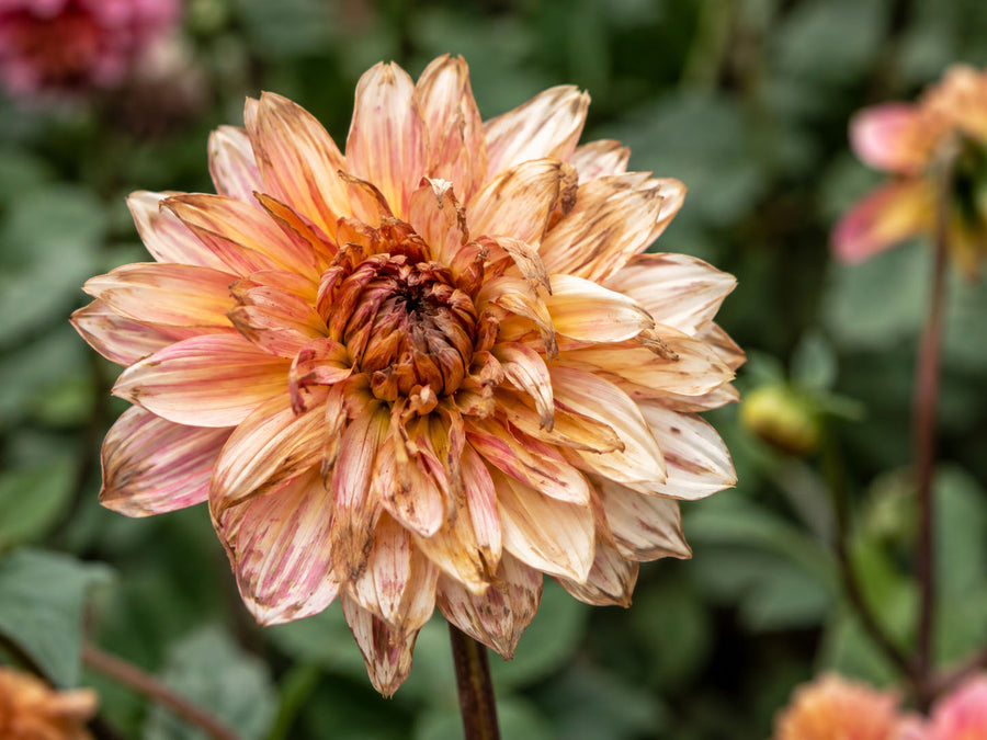 Weather injury on a dahlia flower