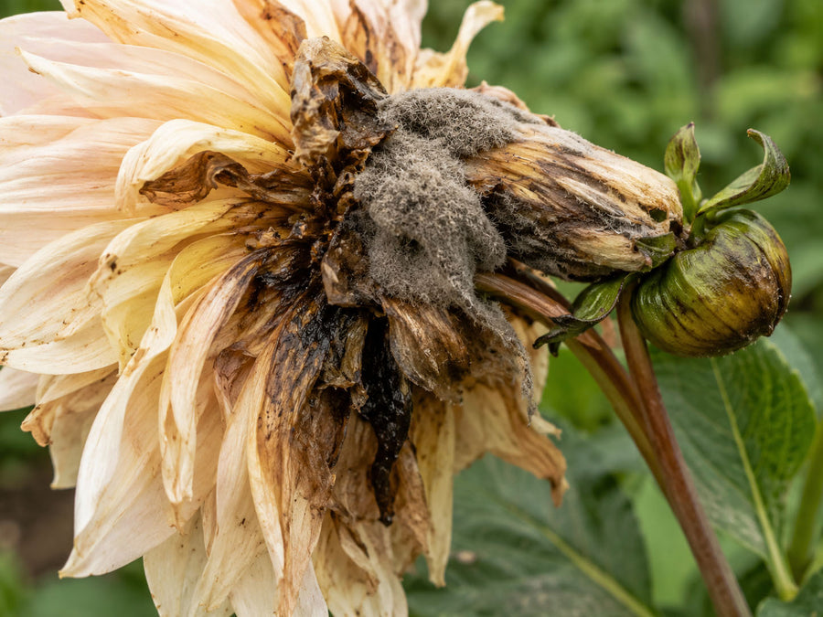 Botrytis gray mold on a dahlia flower