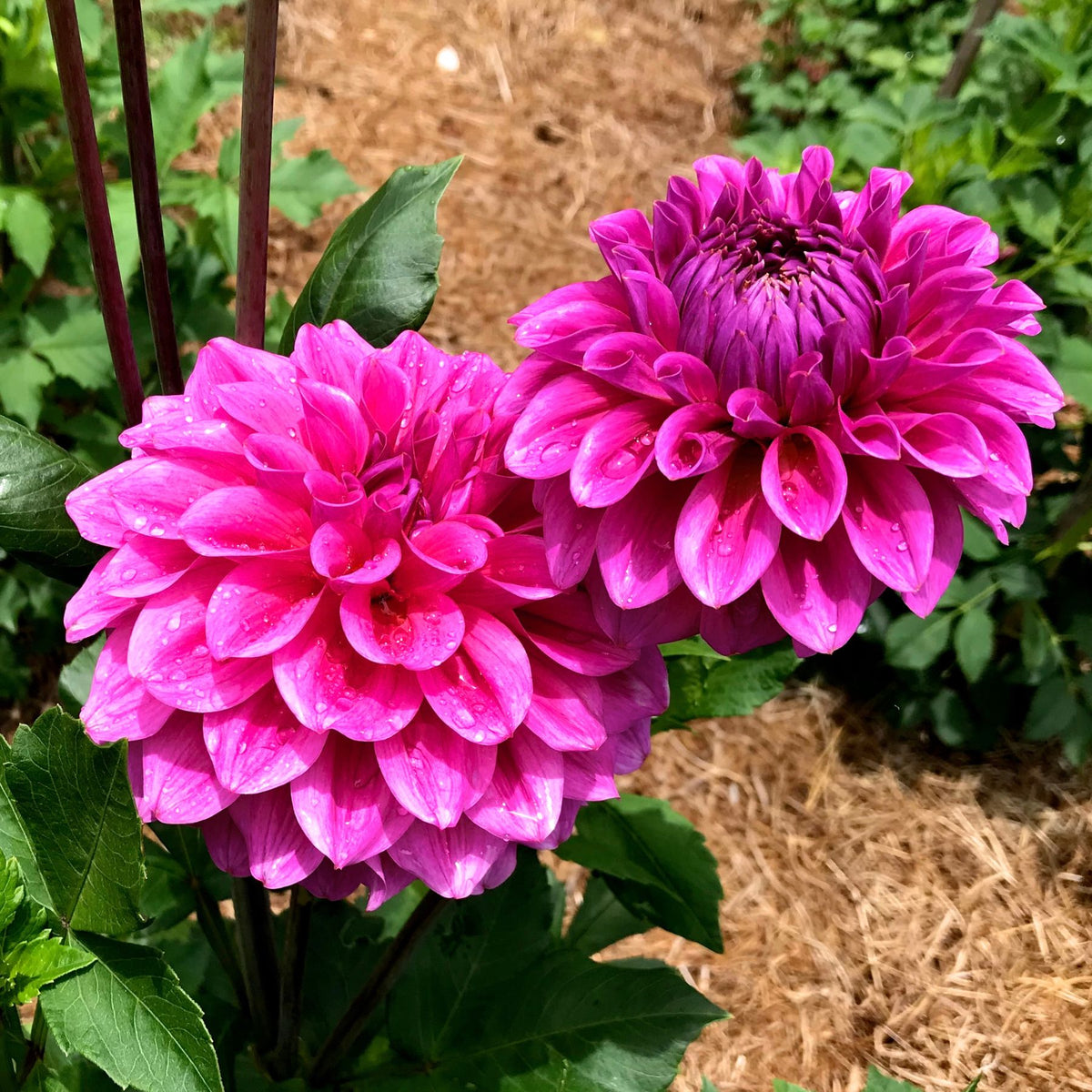 Dahlia flowers and foliage being inspected for pests