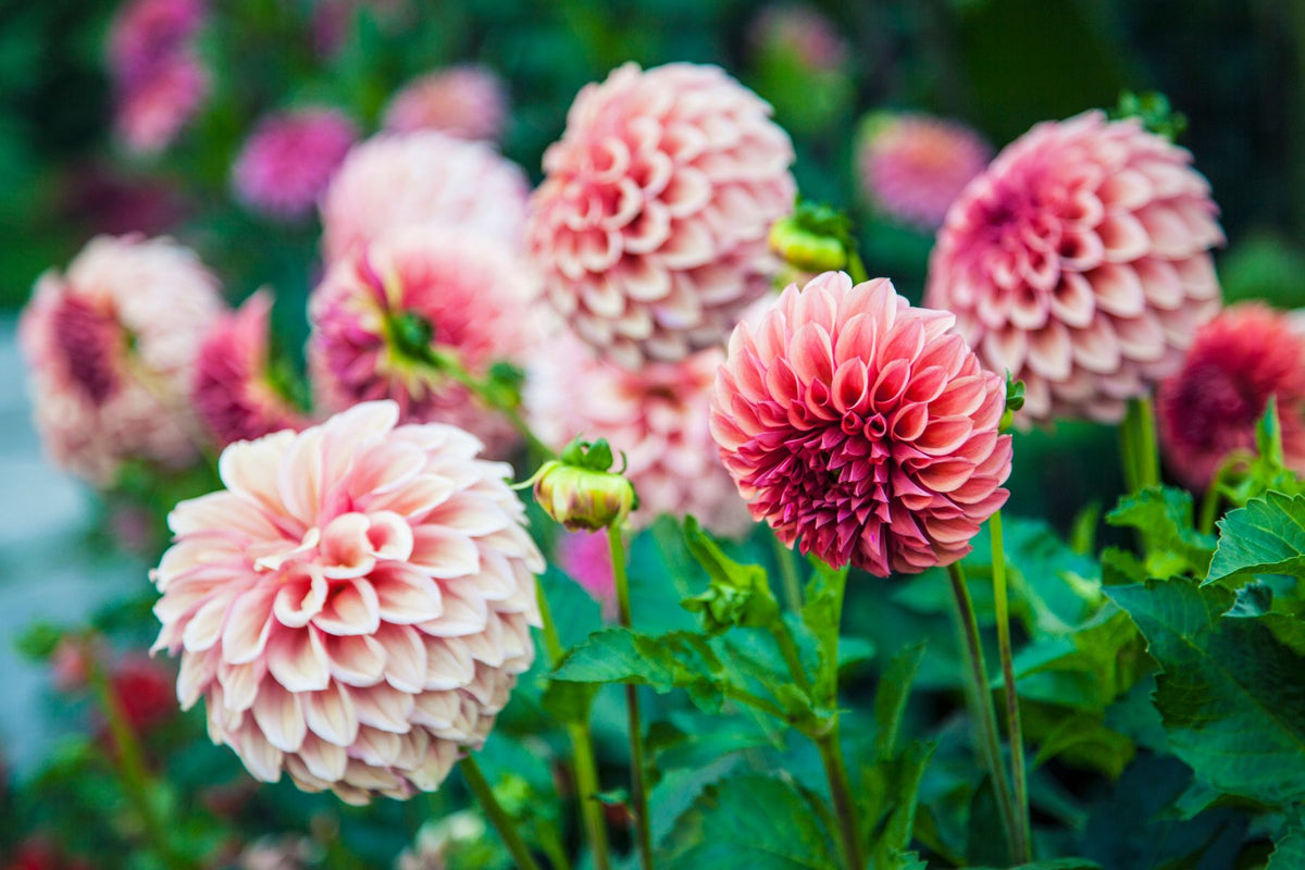 Dahlia flower being opened for pest inspection