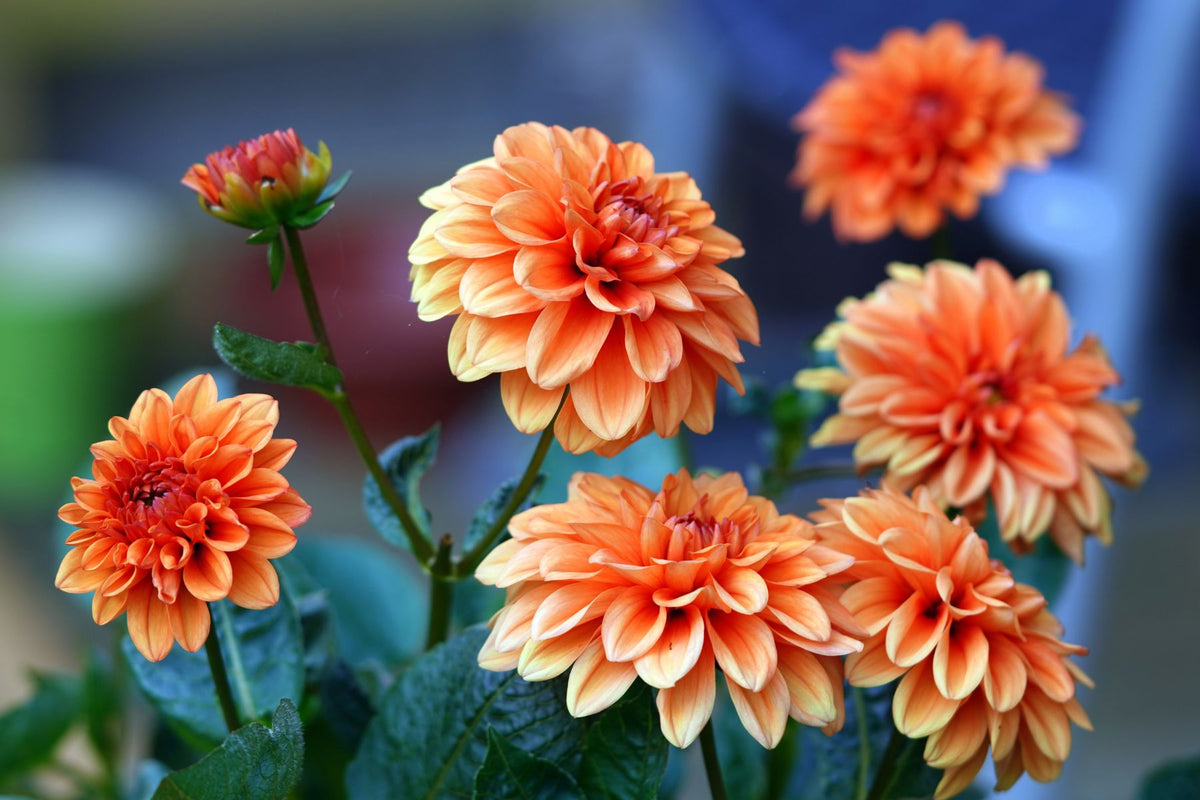 Test application on a flowering dahlia