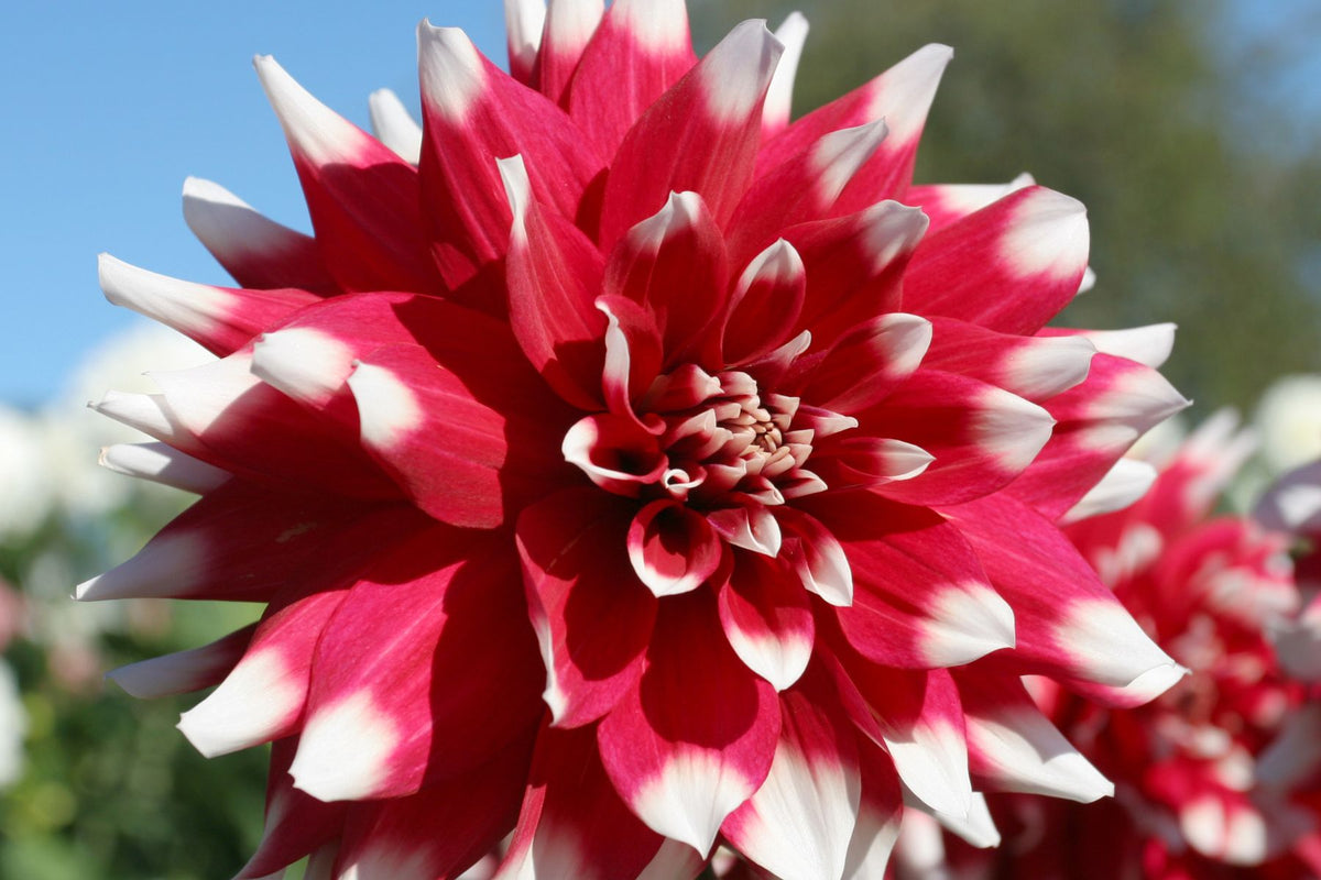 Thrips inside a damaged dahlia flower