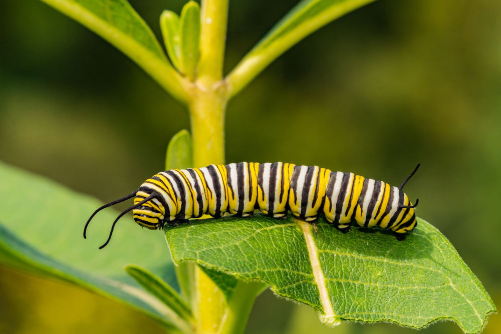 Caterpillar feeding on a dahlia leaf