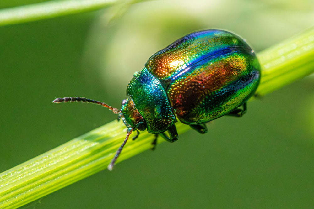 Beetle feeding on dahlia foliage
