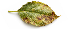 damaged leaf by aphids