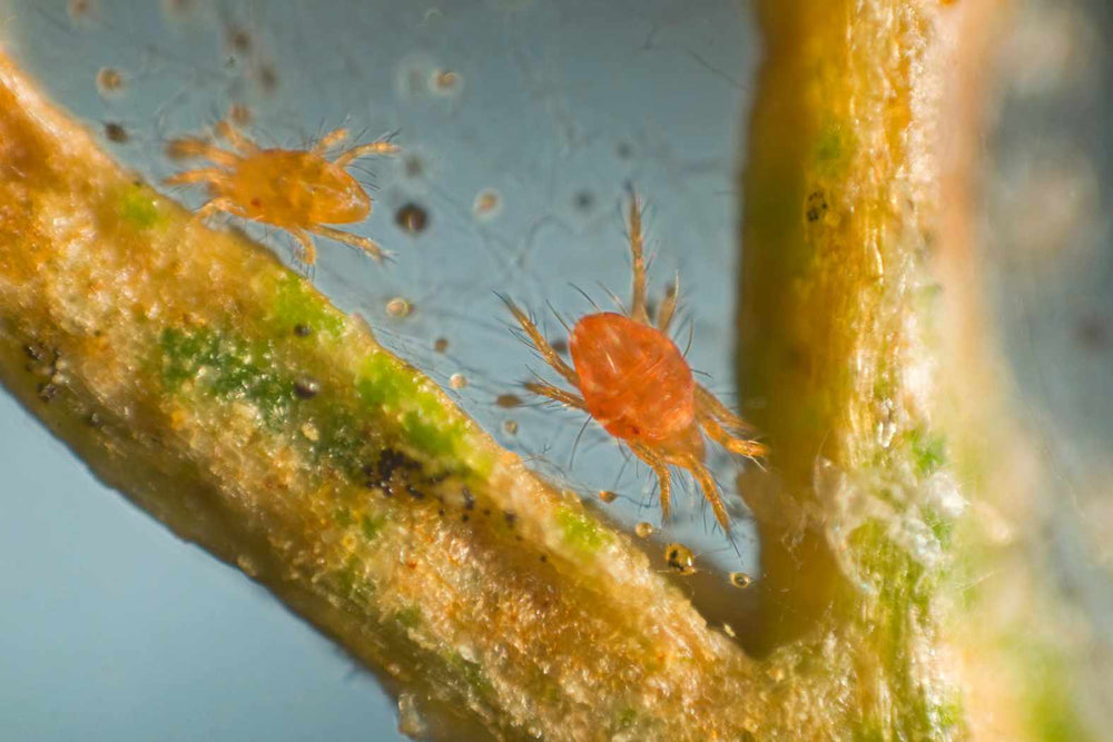 Spider Mites related cucumber resource