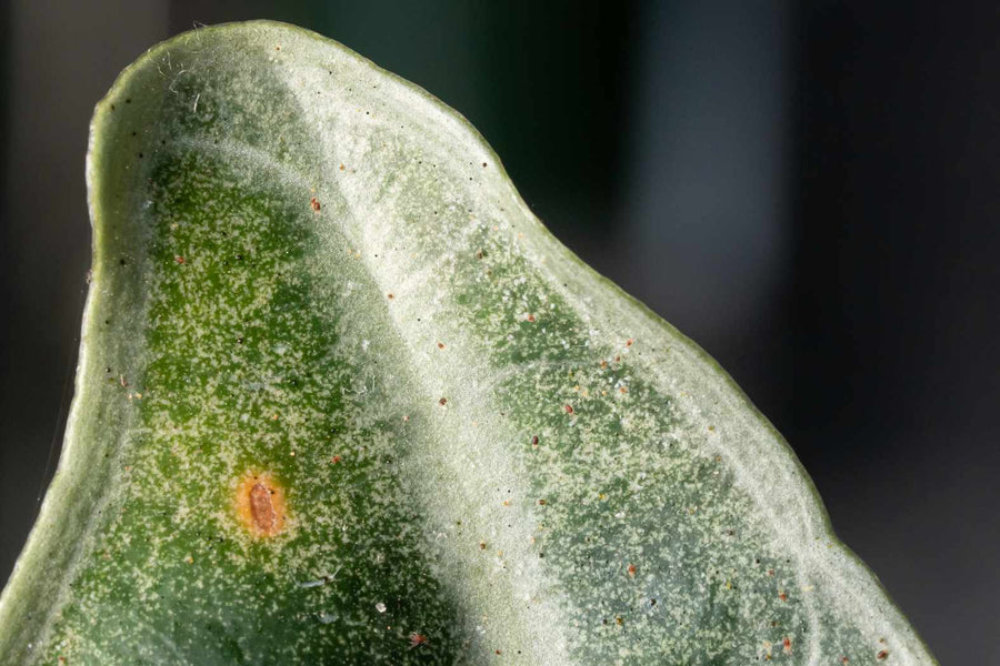 Spider mites and eggs on underside of rose leaf