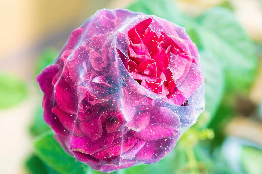 Spider mite stippling on rose foliage