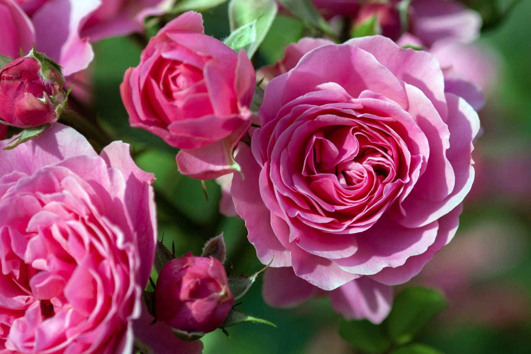 aphids on roses