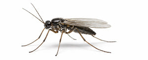 How to get rid of fungus gnats