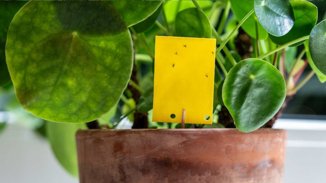Leaf underside being inspected beside a sticky card