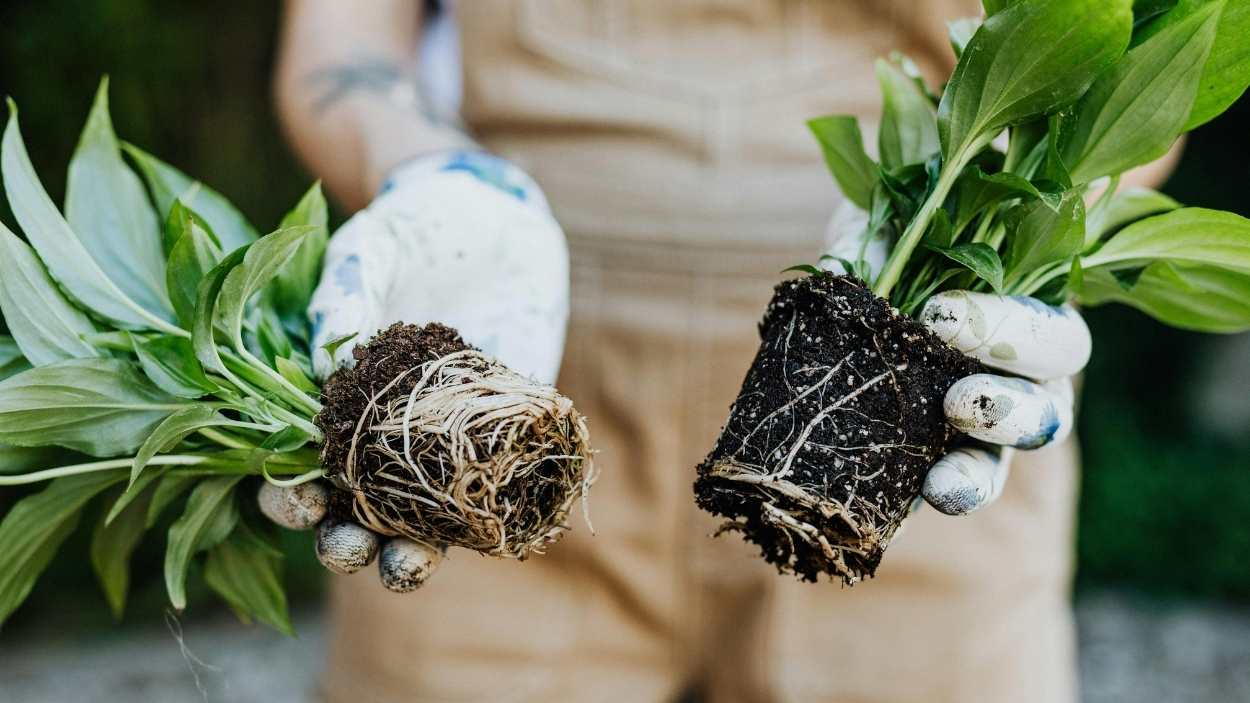 How to get rid of fungus gnats