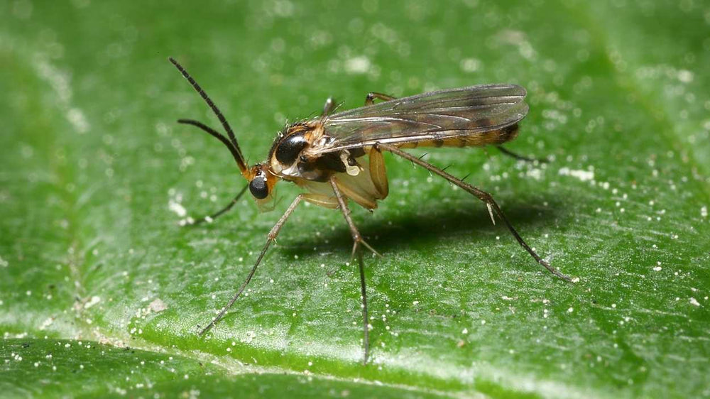 Fungus gnats around moist growing media