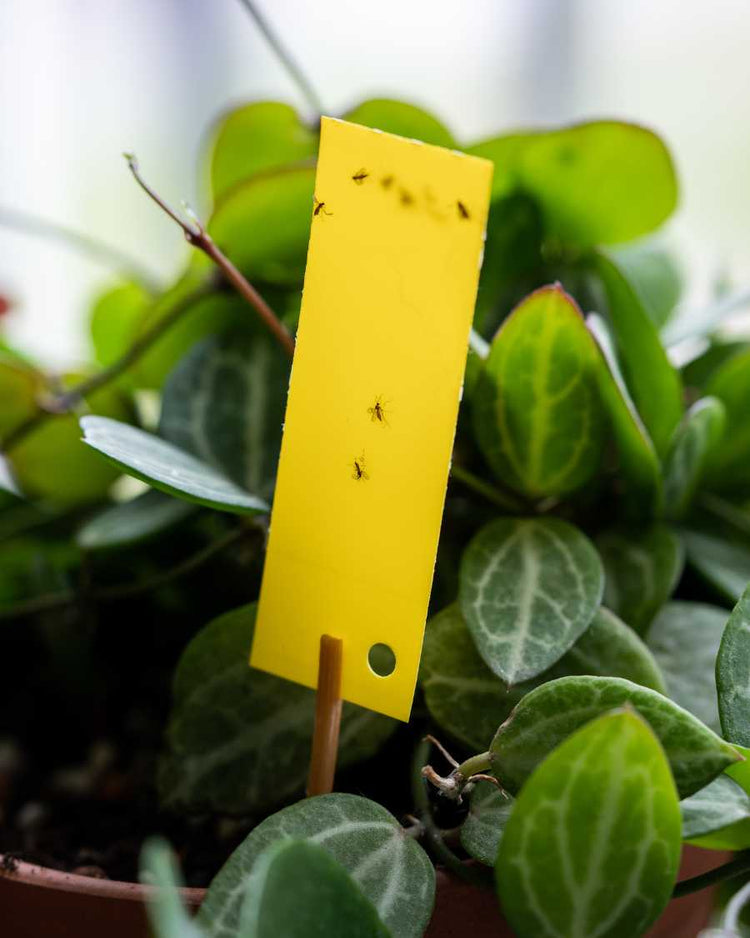 How to get rid of fungus gnats