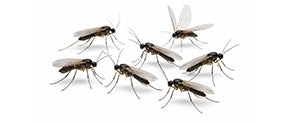 How to get rid of fungus gnats