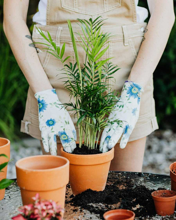 How to get rid of fungus gnats