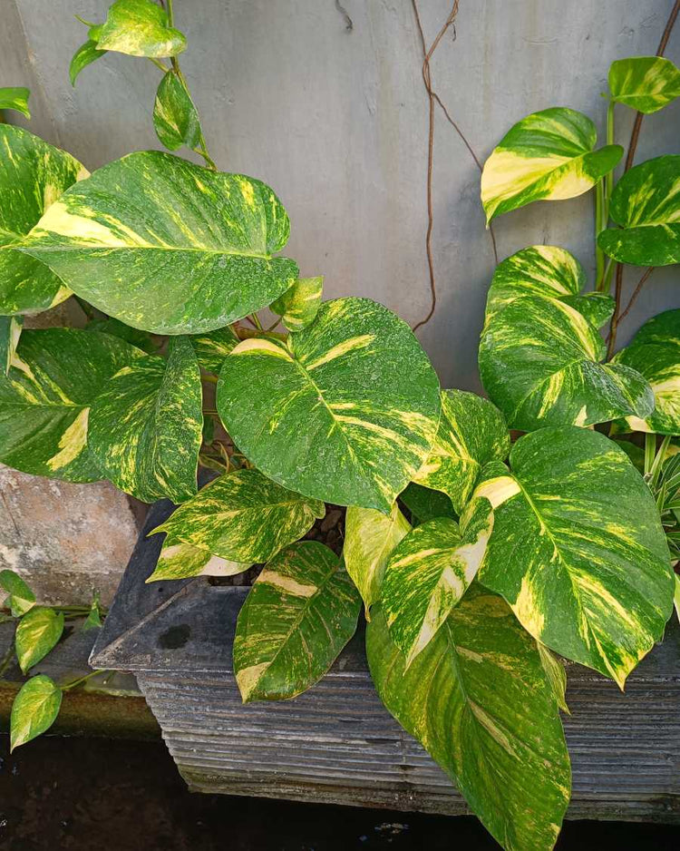 How to get rid of fungus gnats