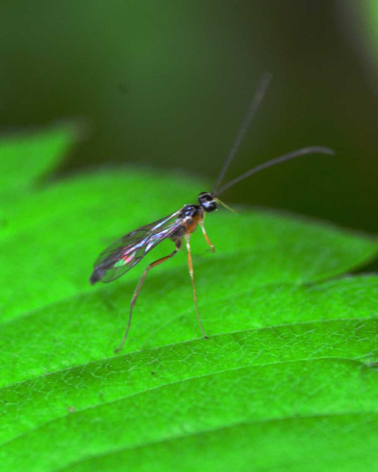 How to get rid of fungus gnats