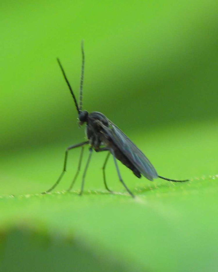 How to get rid of fungus gnats