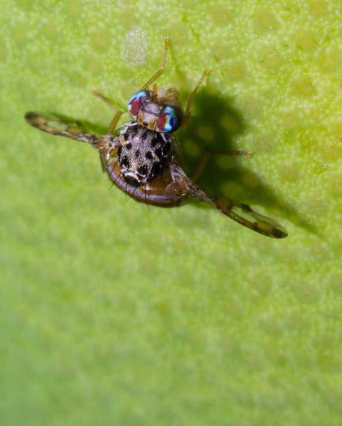 How to get rid of fungus gnats
