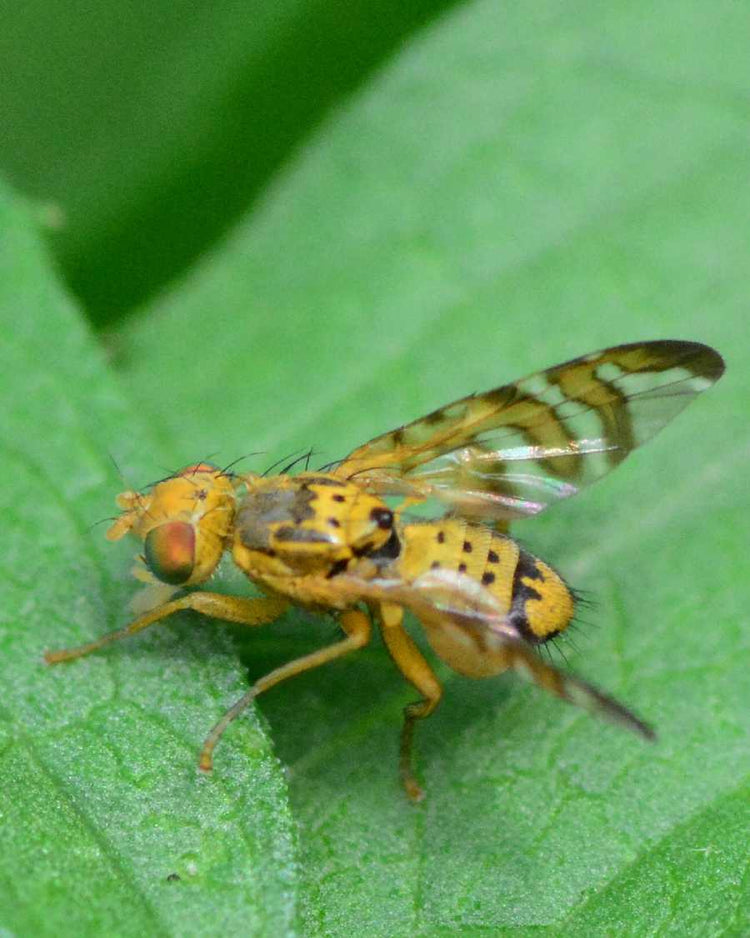 How to get rid of fungus gnats