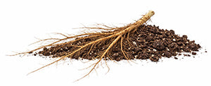 How to get rid of fungus gnats
