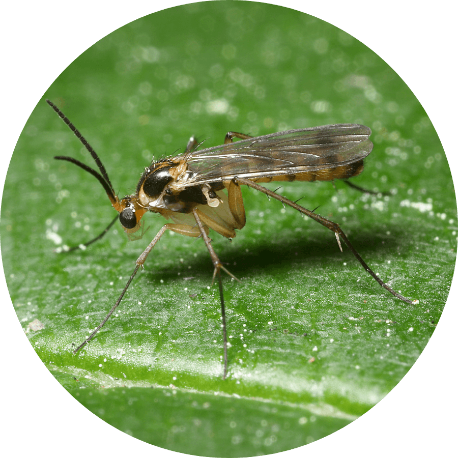 Fungus gnat on plant, natural fungus gnat treatment
