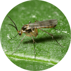 Fungus gnats