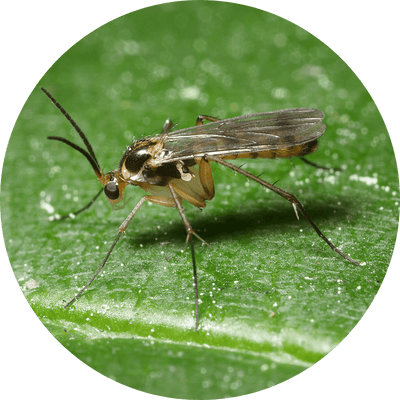 A fungus gnat on a plant