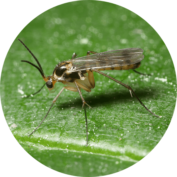 Tiny flies by the soil
