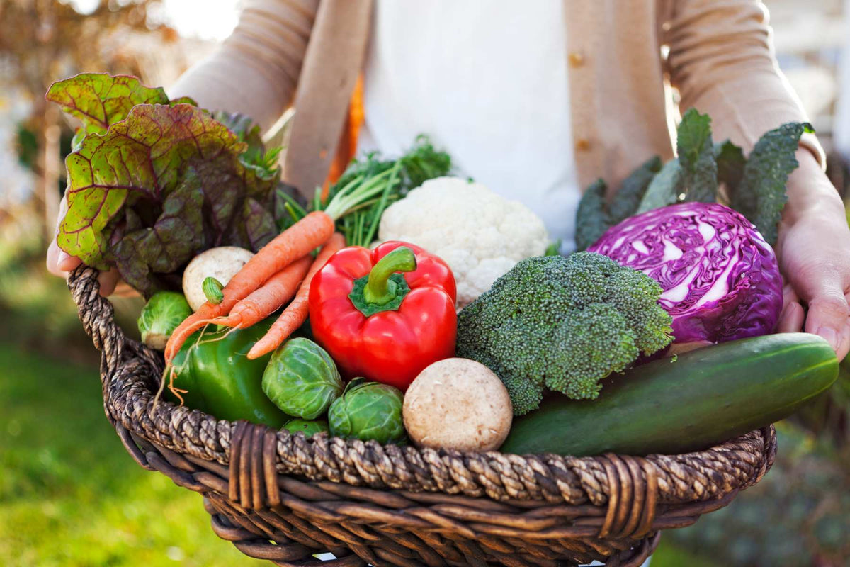 Mixed vegetable garden with tomatoes, peppers, cucumbers, greens, herbs, and fruiting plants