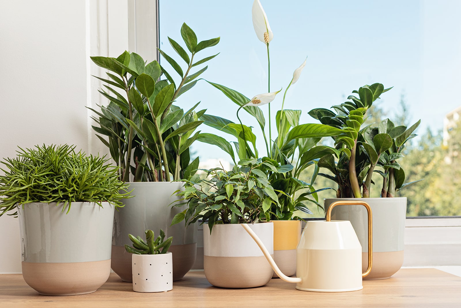 How to get rid of aphids on houseplants