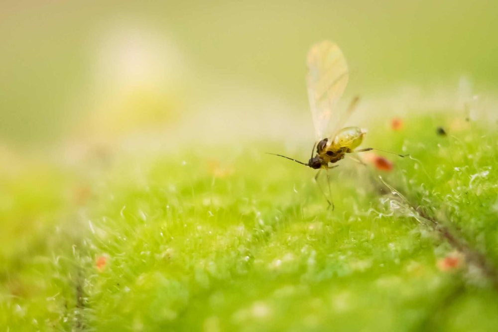 Fungus Gnats greenhouse resource
