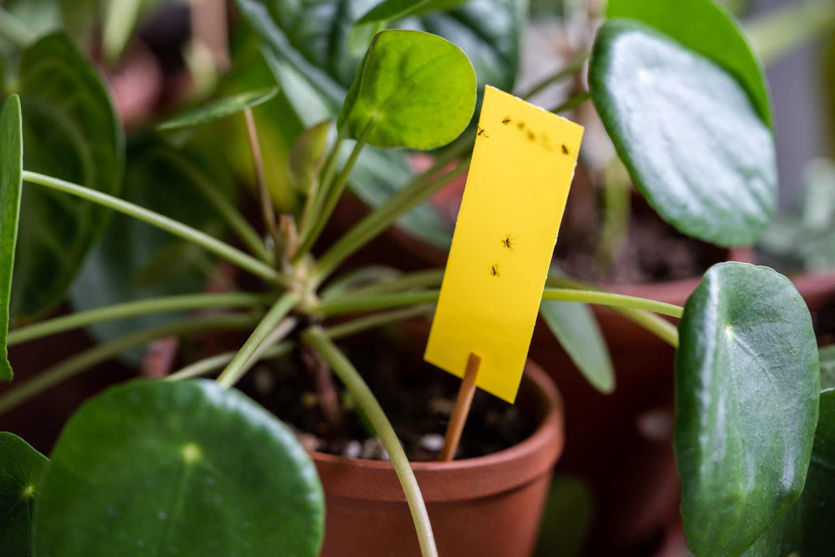 Fungus gnats around a container pepper or seedling tray