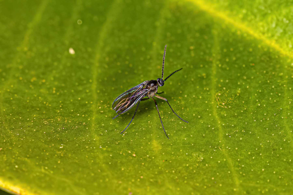 Fungus gnats around pepper containers