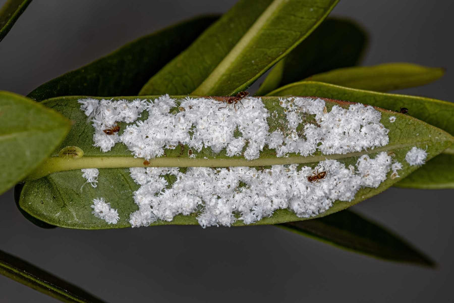 Scale insects and crawlers on rose cane