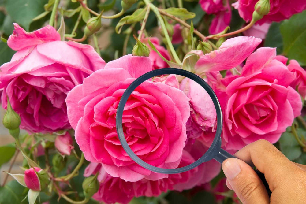 Thrips damage inside a rose flower