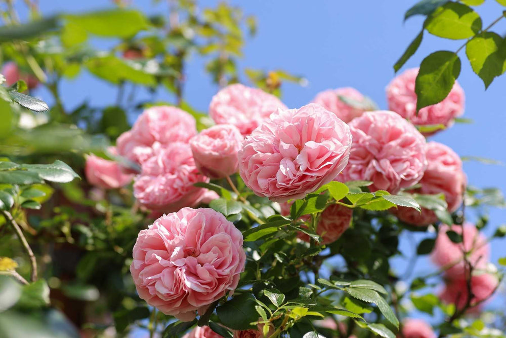 Healthy roses growing in a garden