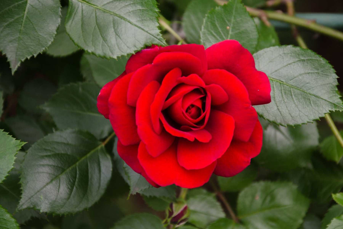 Rosebud or rose flower with visible pest damage