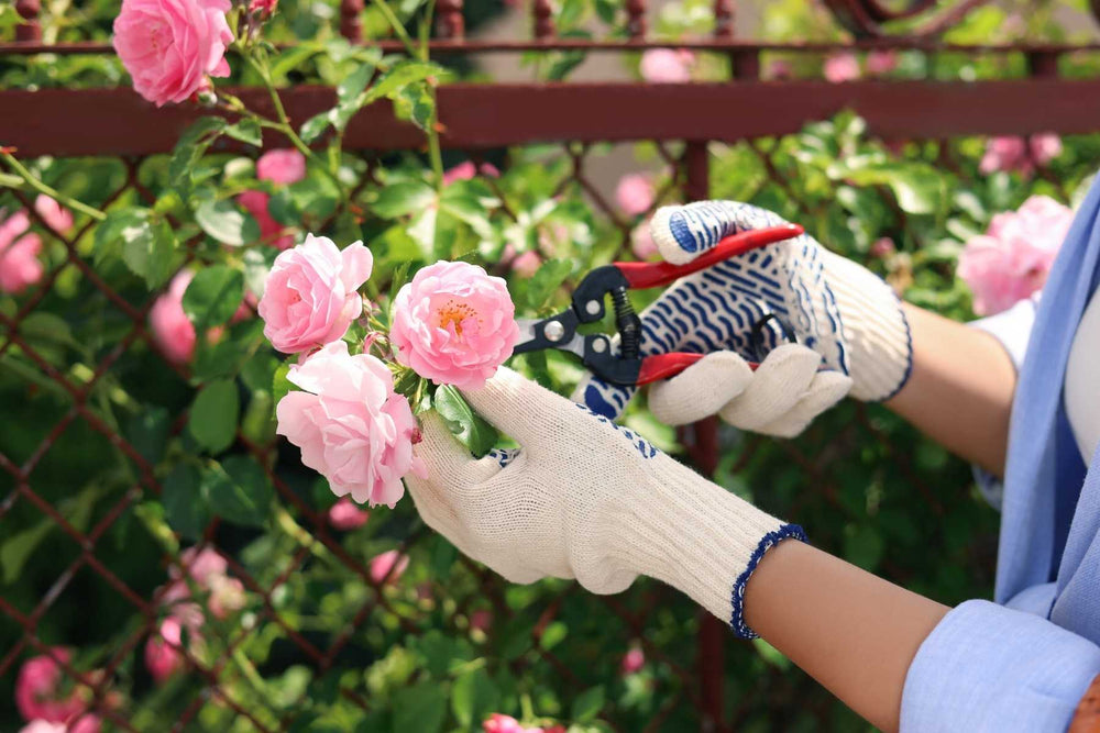 Healthy roses growing in a garden