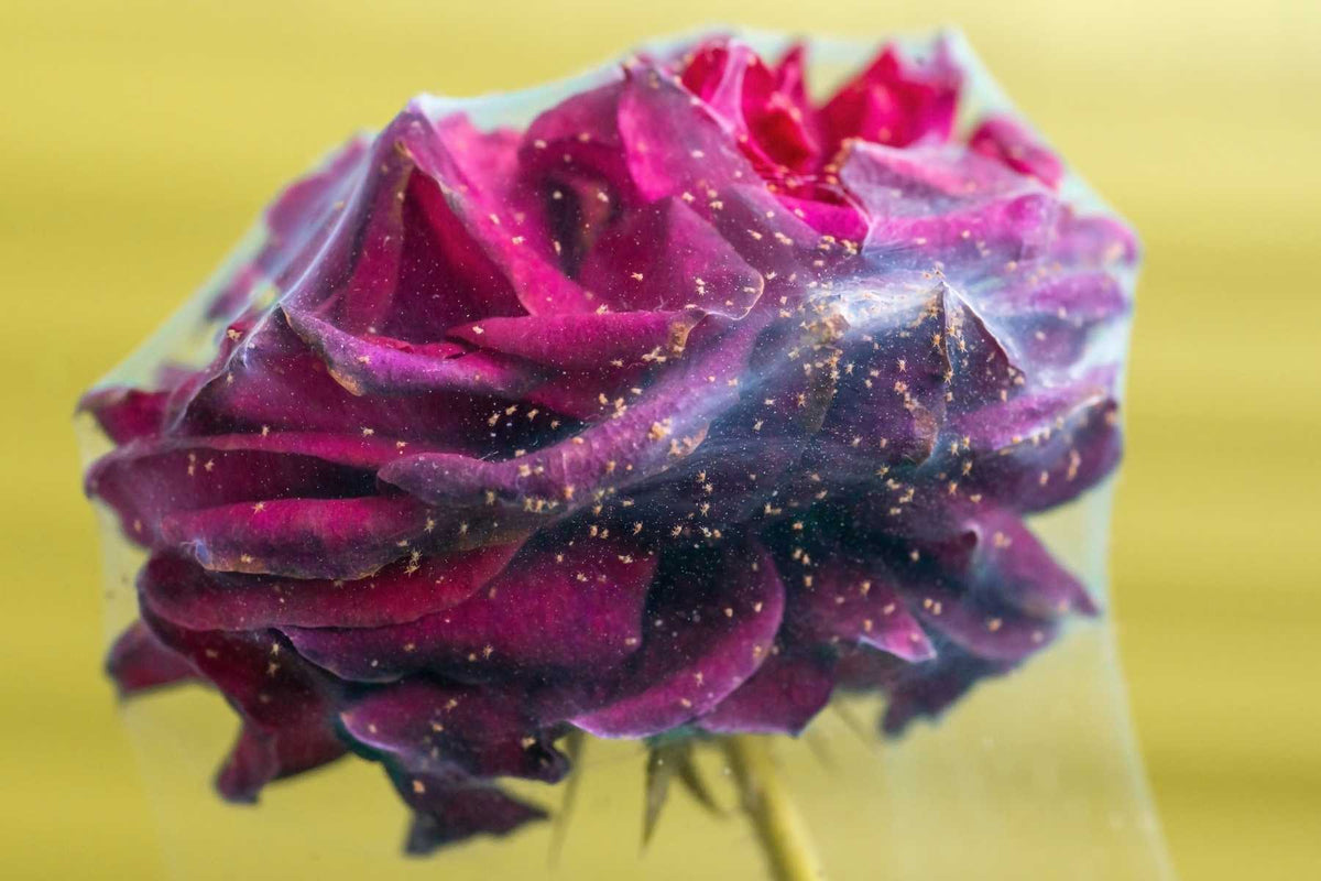 Spider mites and stippling on the underside of a rose leaf