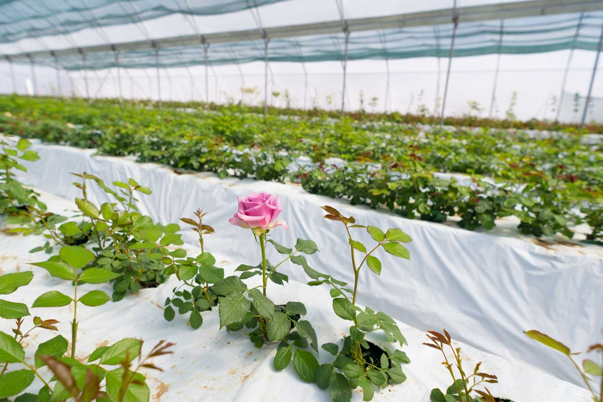 Rose bloom or Cornell western flower thrips trial reference